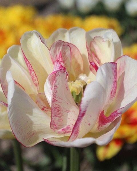 Tulipán plnokvetý neskorý Double Shake